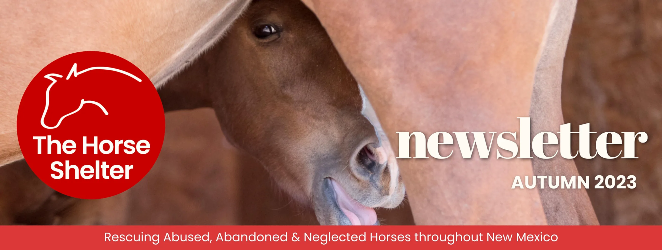 The Horse Shelter autumn 2023 newsletter masthead with a foal peeking between two horses